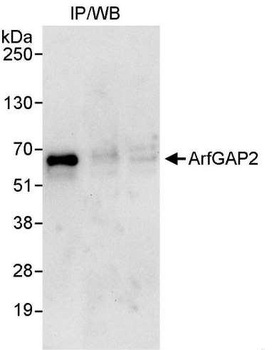 Rabbit anti-ArfGAP2 Antibody