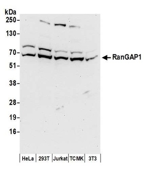 RanGAP1 Antibody