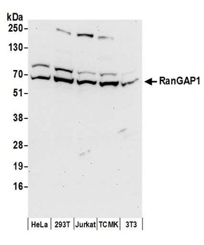 Rabbit anti-RanGAP1 Antibody