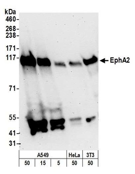 EphA2 Antibody
