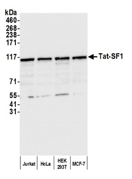 Tat-SF1 Antibody