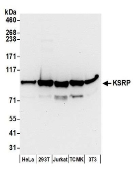 KSRP Antibody