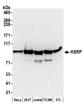 Rabbit anti-KSRP Antibody