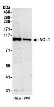NOL1 Antibody