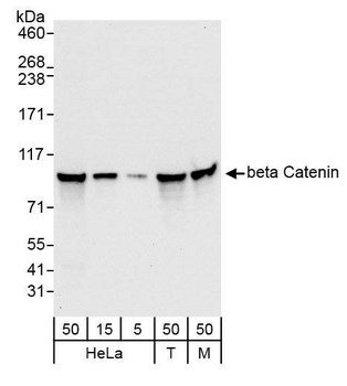 Rabbit anti-beta Catenin Antibody
