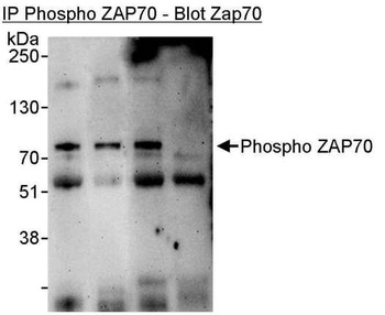 ZAP70, Phospho (Y493/Y494) Antibody