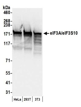 Rabbit anti-eIF3A/eIF3S10 Antibody