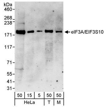 Rabbit anti-eIF3A/eIF3S10 Antibody