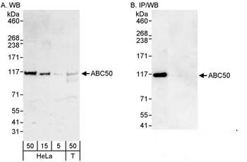 Rabbit anti-ABC50 Antibody
