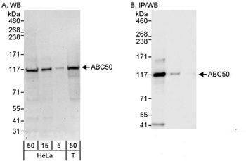 Rabbit anti-ABC50 Antibody
