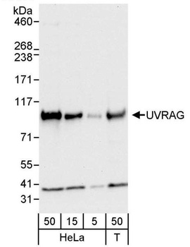 UVRAG Antibody
