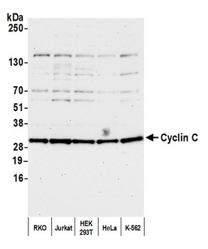 Rabbit anti-Cyclin C Antibody