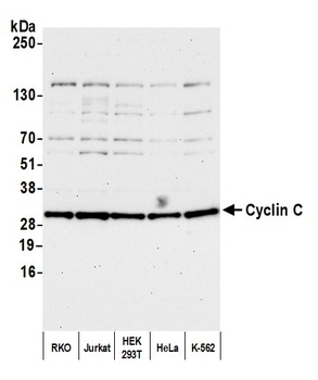 Cyclin C Antibody