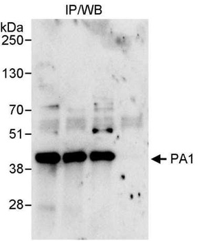 Rabbit anti-PA1 Antibody