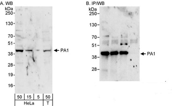 Rabbit anti-PA1 Antibody