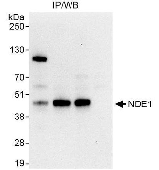 Rabbit anti-NDE1 Antibody