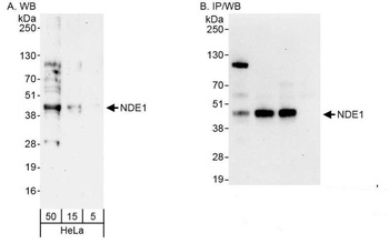 Rabbit anti-NDE1 Antibody