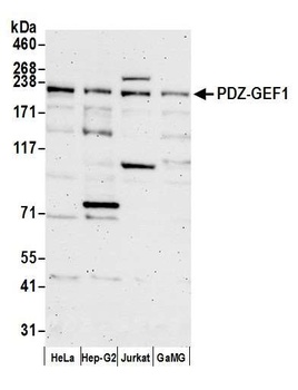 PDZ-GEF1 Antibody