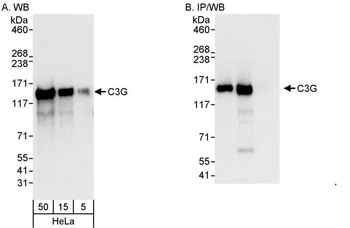 Rabbit anti-C3G Antibody