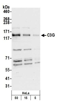 Rabbit anti-C3G Antibody