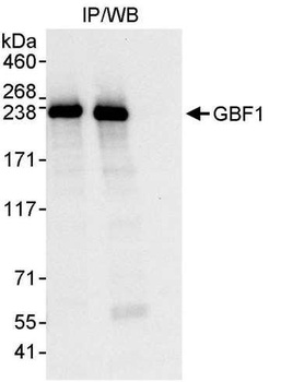 GBF1 Antibody