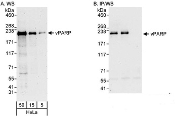 Rabbit anti-vPARP Antibody