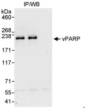 Rabbit anti-vPARP Antibody