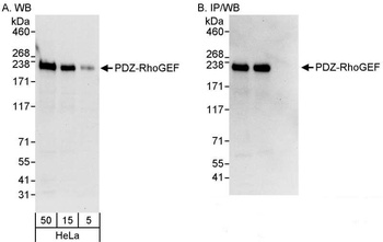 PDZ-RhoGEF Antibody