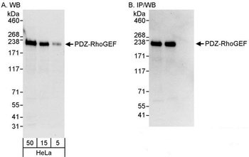 Rabbit anti-PDZ-RhoGEF Antibody