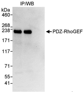 Rabbit anti-PDZ-RhoGEF Antibody