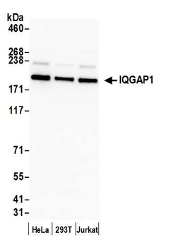 Rabbit anti-IQGAP1 Antibody