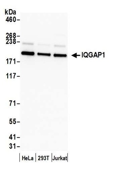 IQGAP1 Antibody