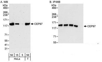 Rabbit anti-CEP97 Antibody