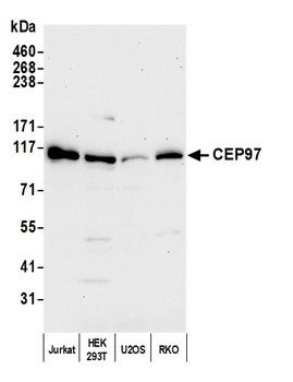 Rabbit anti-CEP97 Antibody