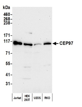 CEP97 Antibody