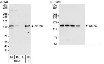 CEP97 Antibody