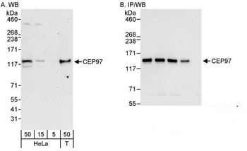 Rabbit anti-CEP97 Antibody