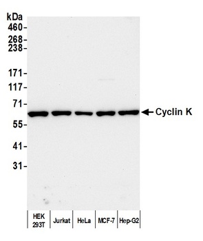 Cyclin K Antibody