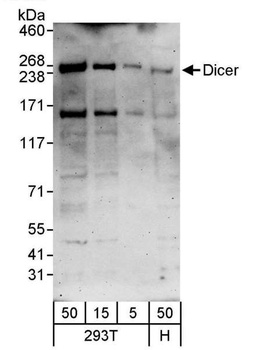 Rabbit anti-Dicer Antibody