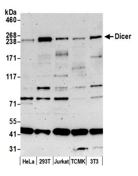 Rabbit anti-Dicer Antibody