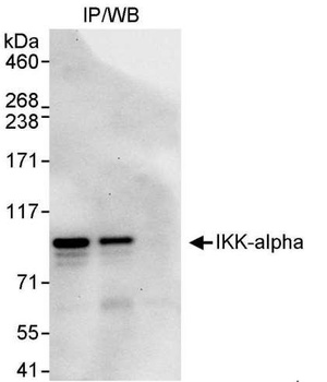 IKK-alpha Antibody