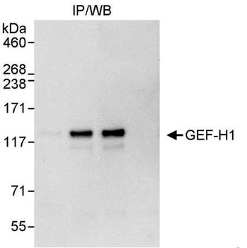 GEF-H1 Antibody