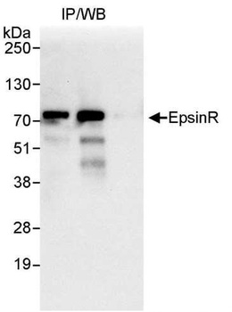 EpsinR Antibody