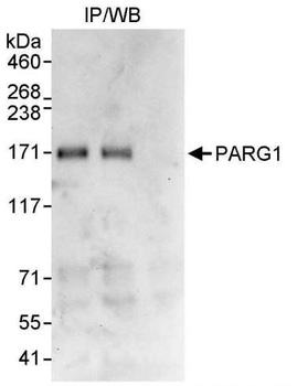 PARG1 Antibody