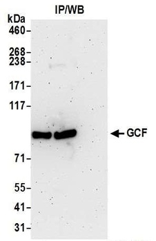Rabbit anti-GCF Antibody