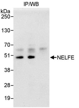 Rabbit anti-NELFE Antibody
