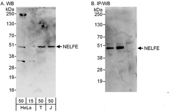Rabbit anti-NELFE Antibody