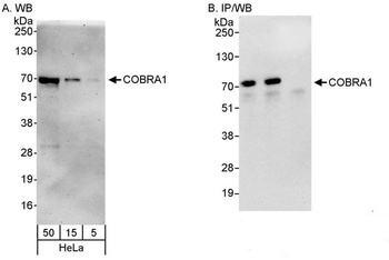 COBRA1 Antibody