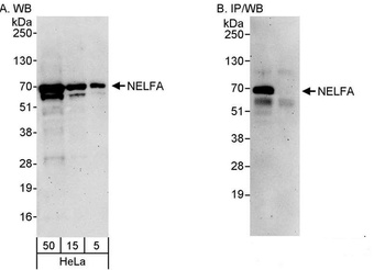 Rabbit anti-NELFA Antibody