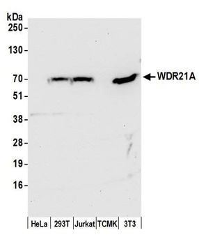 WDR21A Antibody